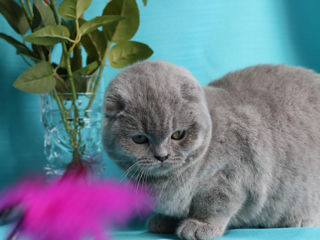 Кот лиловый вислоухий! Бельцы.  фото 2