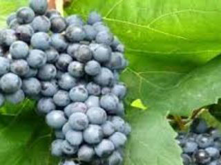 виноград ирис. сорт винограда терский алый. виноград алый терский. виноград ирис. ирис a grape fit.