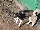 Se vinde cîne husky sau se dă la schimb foto 2