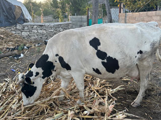 Vând Vaca bună de lapte foto 1