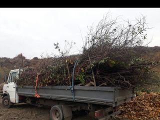 Грузчики. Вывоз мусора, хлама. Hamali. Evacuarea gunoiului. Переезд foto 2