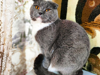 Биколор, короткошерстный. Scottish fold Shorthair foto 9