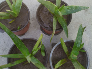 Pui de aloe.