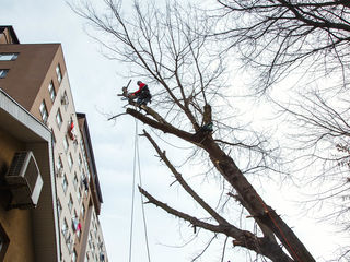 Alipenist.Arborist.Taierea copacilor in spatii închise.Defrișarea, curățarea și tăierea copacilor av foto 1