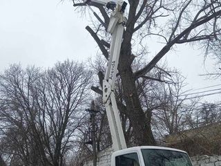 Curățim copaci  de înălțime mare cu mașini Autoturn și toate echipamentele necesare! foto 19
