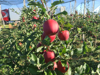 Vind mere red delicious jaromine