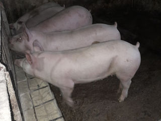 Porci foto 5