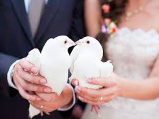 Porumbei albi la nunti  direct de la crescatorie