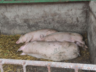 porc de vinzare foto 5