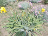 Flori  de  gradina  irisi,cala;yuka,garoafe,vie decorativa,diverse  100lei foto 1