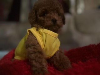 Teacup poodle ( mini toy) foto 2