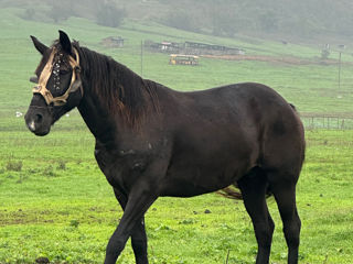 Vând cal tânăr 8 ani foto 1