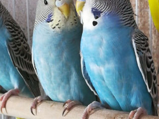 Продается волнистые попугай, от домашней пары. Очень общительные и ручные детки