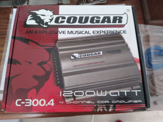 Cougar