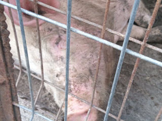 Vind porc urgent 110 kg,crescut in conditii de casa