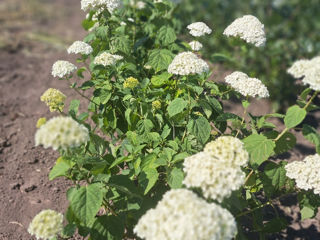 Hortensia foto 6