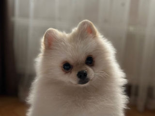 Vând Pomeranian Spitz