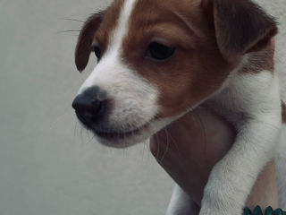 Jack russel foto 5