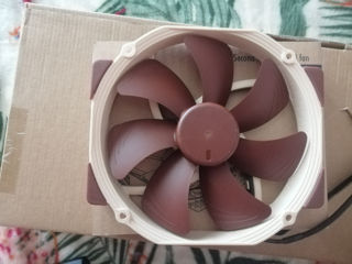 Noctua foto 2