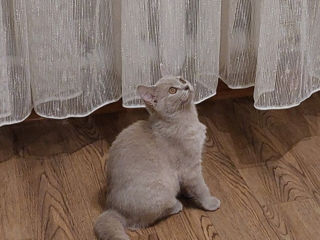 Vind pisica British Shorthair