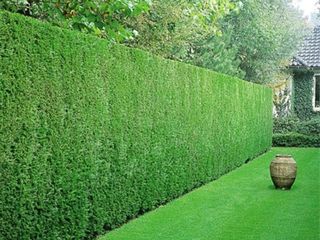 Лейландия купрессоципарис лейланда кипарисовик cupressocyparis leylandii pon pon thuja foto 3