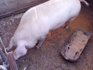 Porci. foto 2