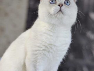 Британский белоснежный котик шиншила поинт. foto 4