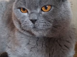 Вязка с клубным котом "scottish fold"(с родословной) foto 2