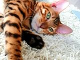 Леопардовые котята. Шикарные Бенгалы.  Bengal. foto 6