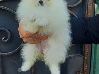 Spitz Pomeranian