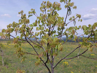 Livadă de nuci chandler, 7 ani - 11.4 ha cu sistem de irigare. foto 7