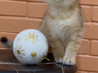 Golden kitten British shorthair foto 9