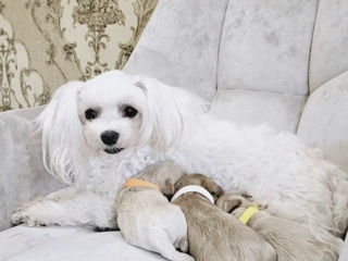 Мальтипу Maltipoo maltipu foto 1