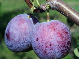 Pomi fructiferi pe garantie pentru livada la cele mai accesibile preturi! foto 4