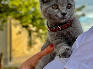 Vând pisicuță de 3 luni foto 1