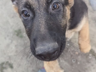 Caine German Shepherd