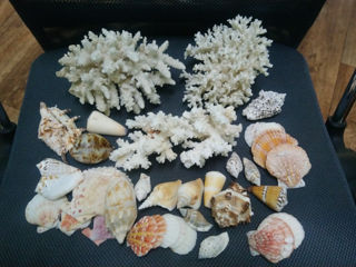 натуральные кораллы и ракушки