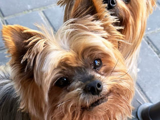 Yorkshire Terrier foto 2