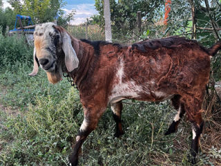 Vând țap de rasa Anglo Nubian foto 8