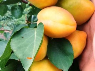 Pomi fructiferii, cais - Big red, Pin-kot  Farboli, Faralia, Sprin blush, Chiot foto 2