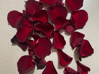 Petale de trandafiri rosii - 200 lei pachet mare.