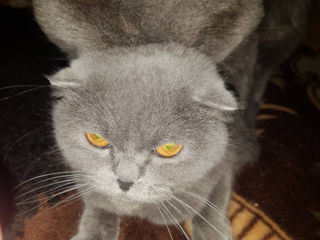 Motan British Shorthair Blue pentru montă foto 10