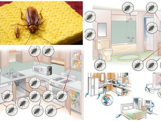 Убийства насекомых- Тараканы, Клопы, блохи, муравьи, осы, клещи, крысы, мыши и др. foto 3