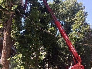 Taierea copacilor-indepartarea crengilor periculoase ,taierea lemnelor foto 4