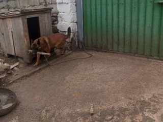 Vând câine ciobănesc belgian malinois  foto 0