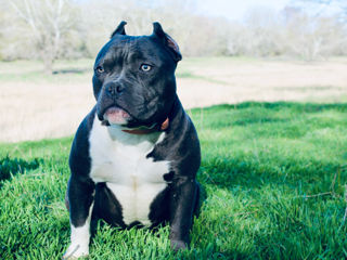 Шикарный мальчик American Bully Poket foto 1