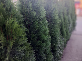 Thuja occidentalis foto 3