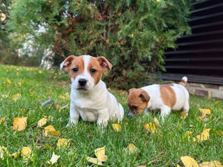 Jack Russell Terrier