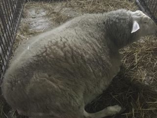 Vindem berbecuți și mielute rasa friza pură. фото 7