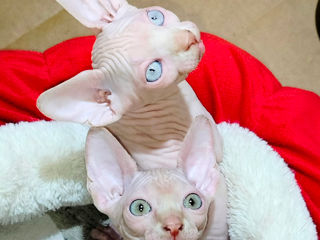 Котята канадского сфинкса / Sphynx Canadian